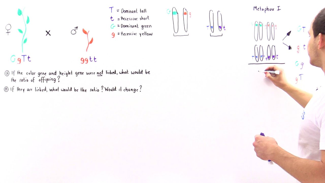 Non-Linked Genes and Offspring Distribution