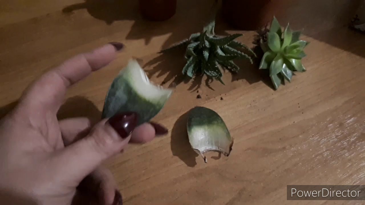 Голландские суккуленты//Я в культурном шоке😱