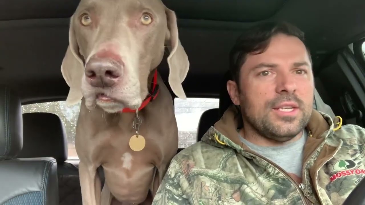 Friday drive time with Donovan the Weimaraner dog