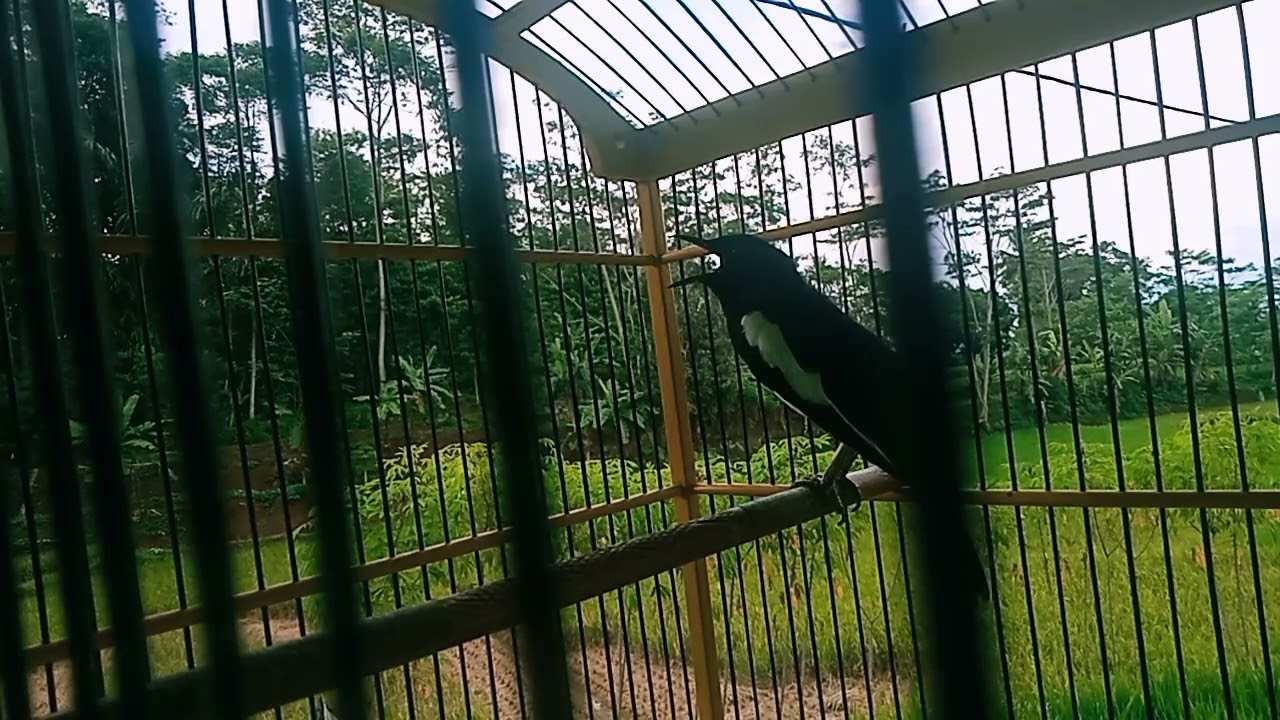 Kacer bukor kacermu pasti langsung gacor denger suara ini