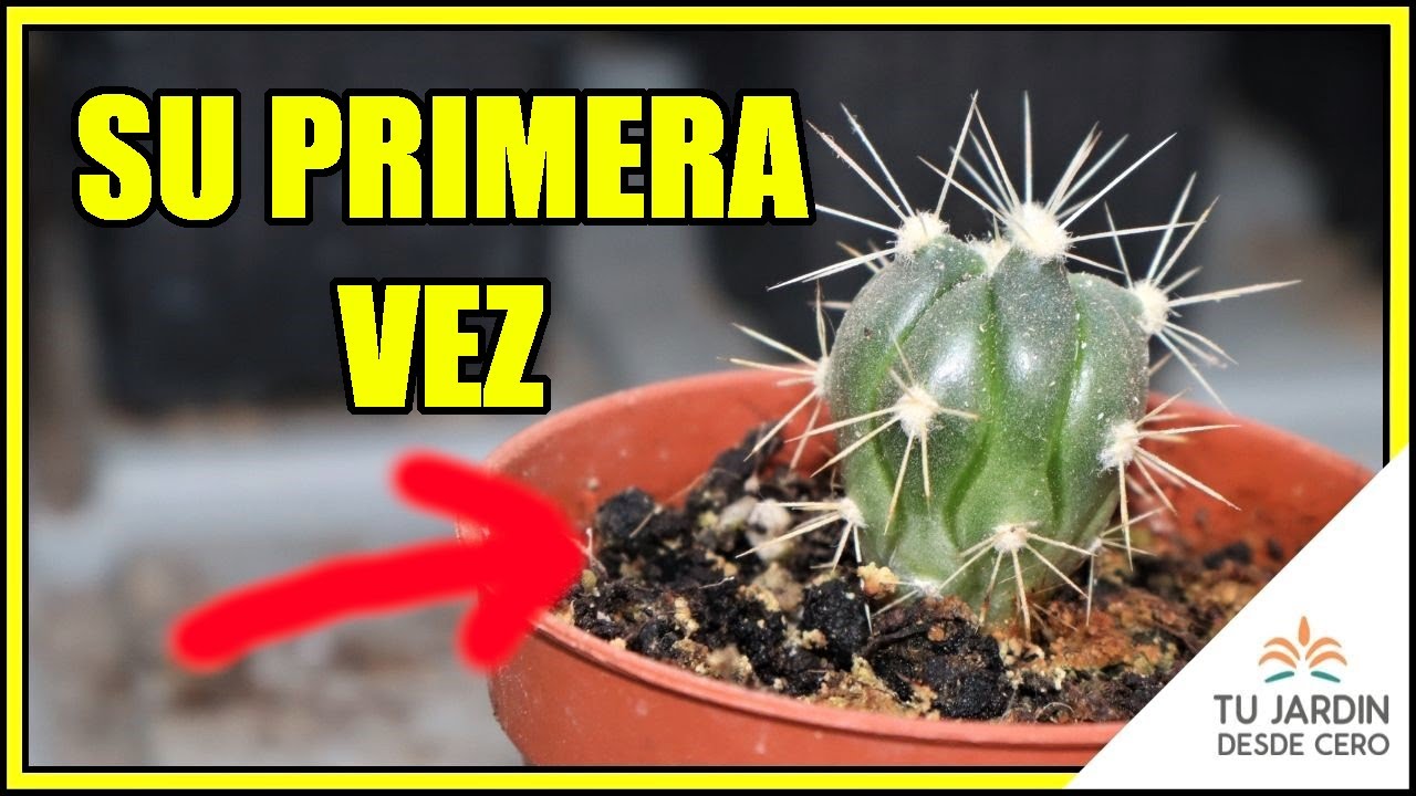 El PRIMER trasplante de los CACTUS beb&eacute;s 🌵 + ACTUALIZACIONES