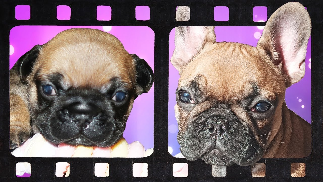 VLOG - OKINAWA a 3 mois ! Retrospective de notre petit chiot BOULEDOGUE FRANCAIS à la maison !