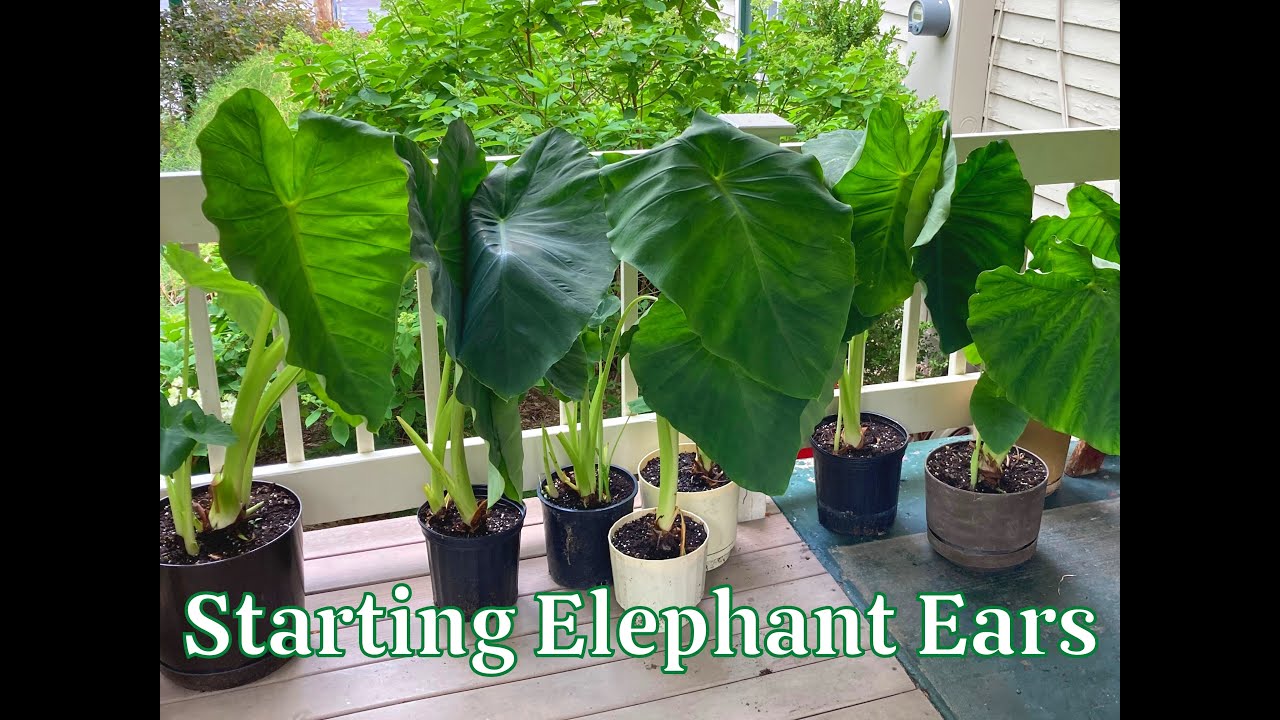 Starting Elephant Ear Tubers Indoors