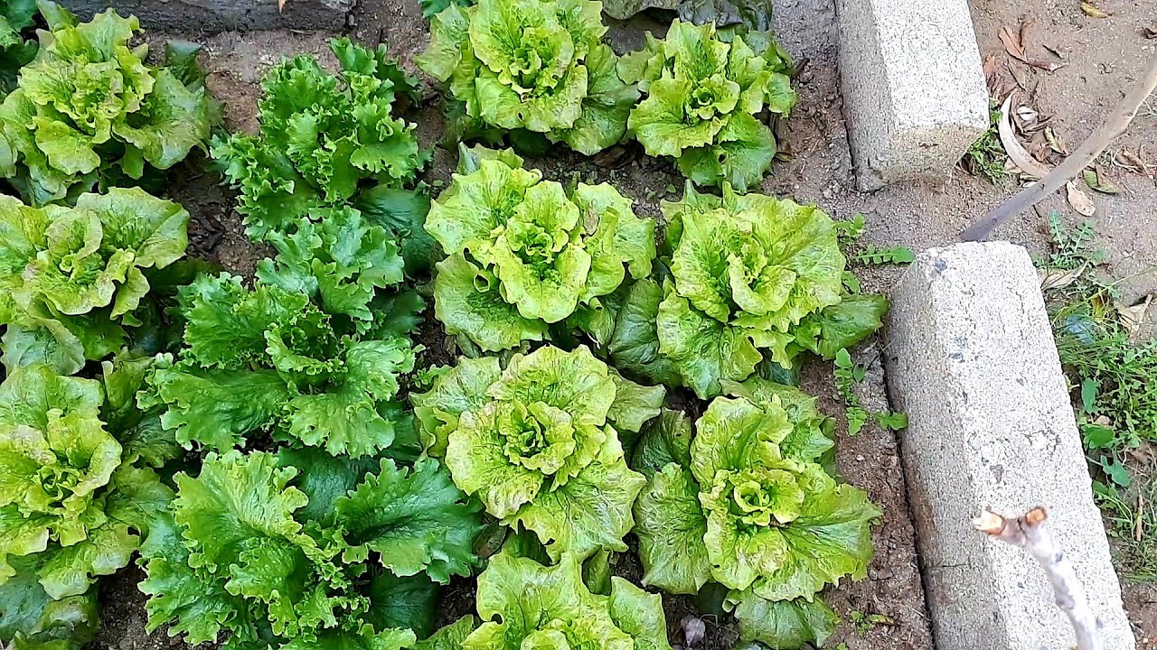 #زراعة #الخس البلدي والأمريكي والملون في المنزل من البذرة حتى الحصاد Lettuce Cultivation