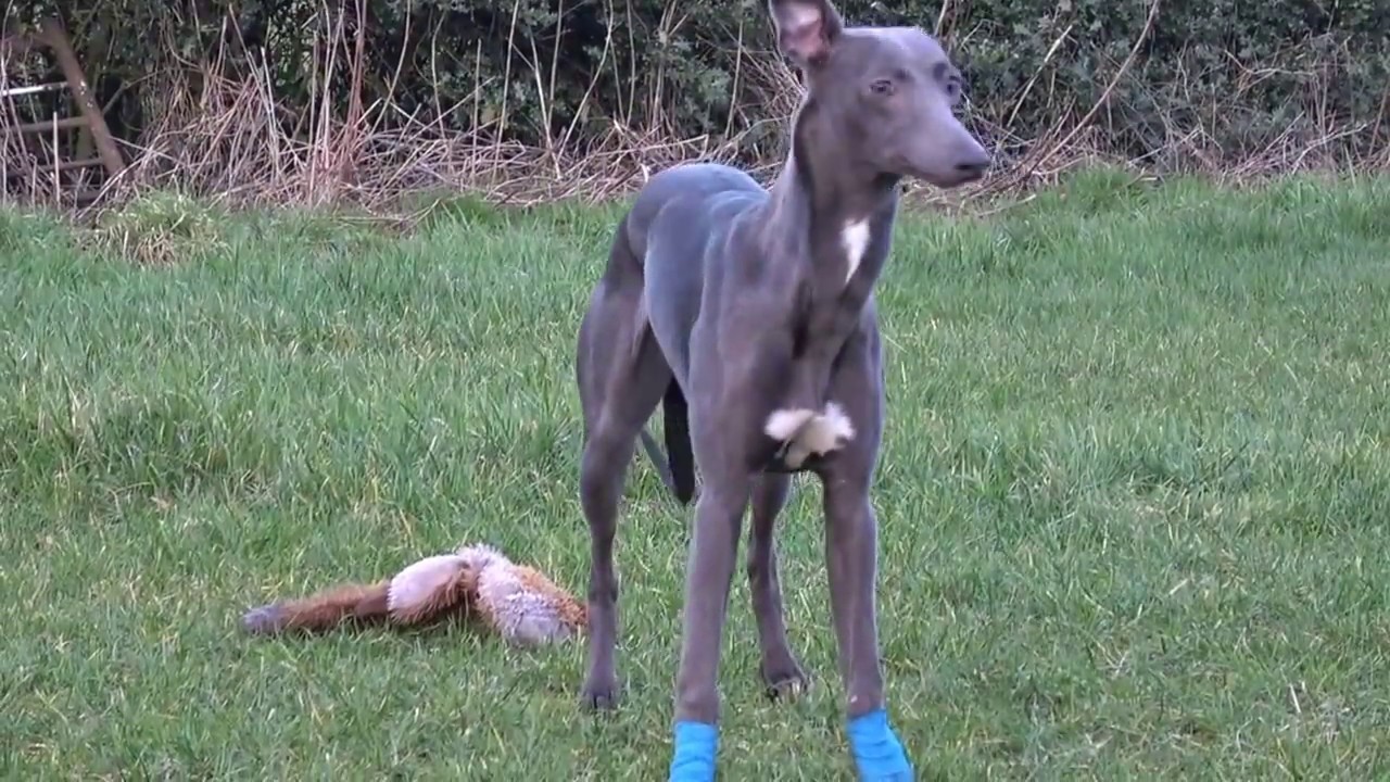 lure coursing