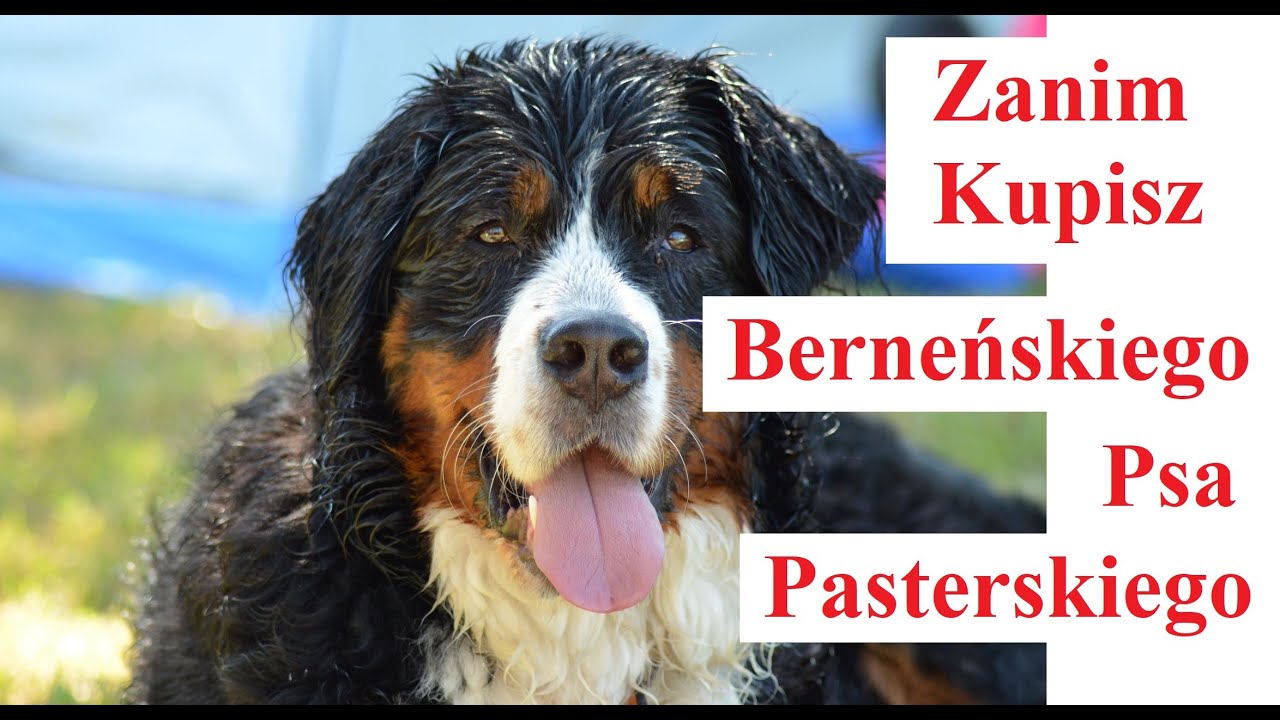 Zanim Kupisz Berneńskiego Psa Pasterskiego