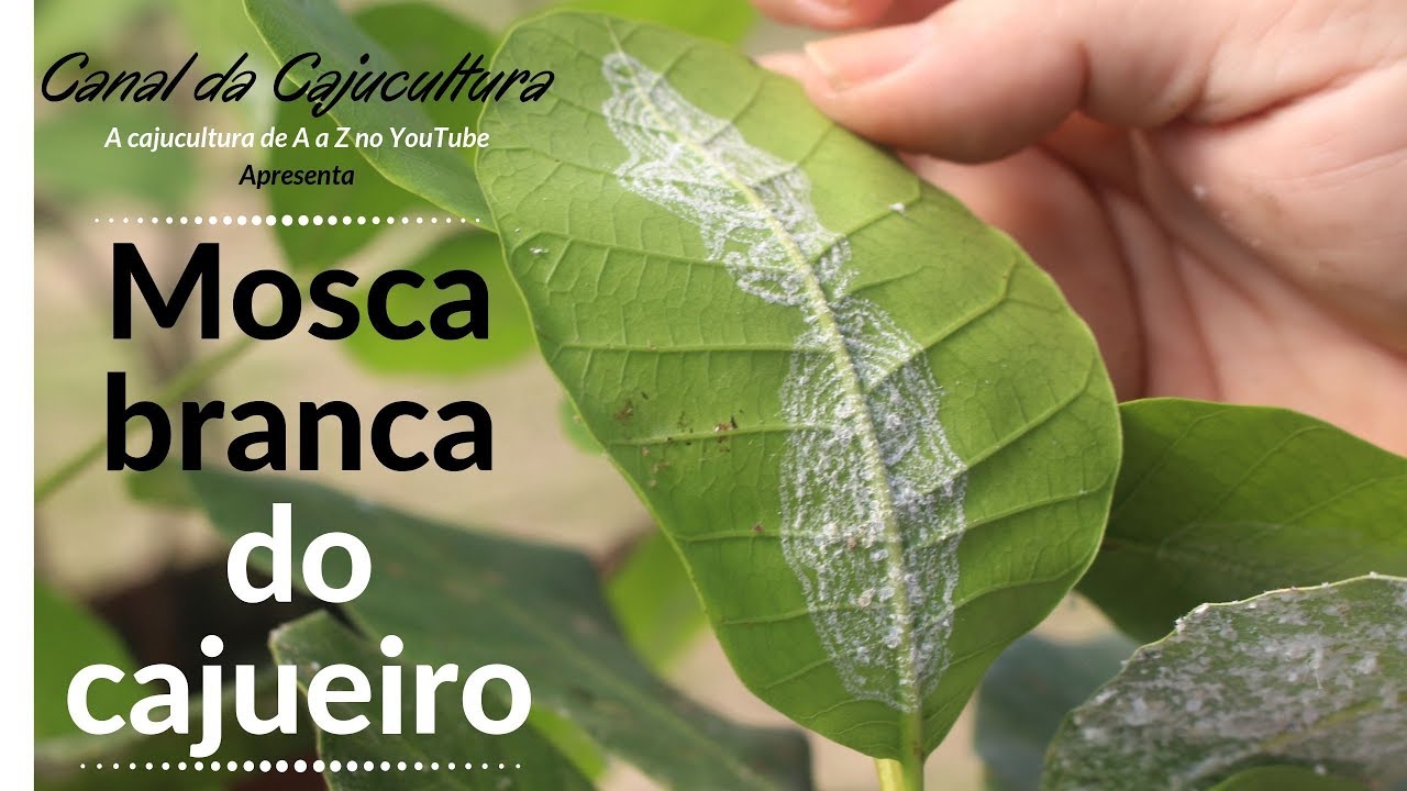 Mosca branca do cajueiro