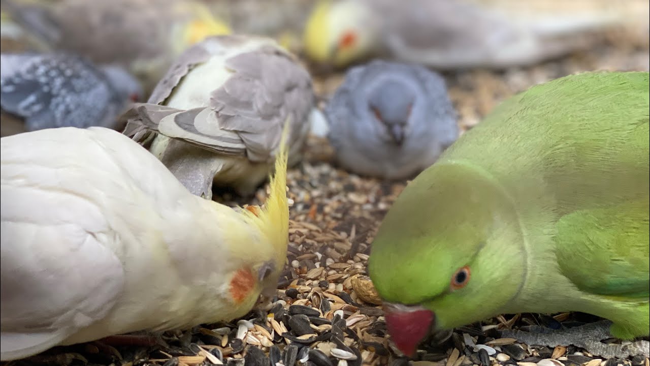 Chirping and singing of birds #asmr #birdsavairy (Episode-36)