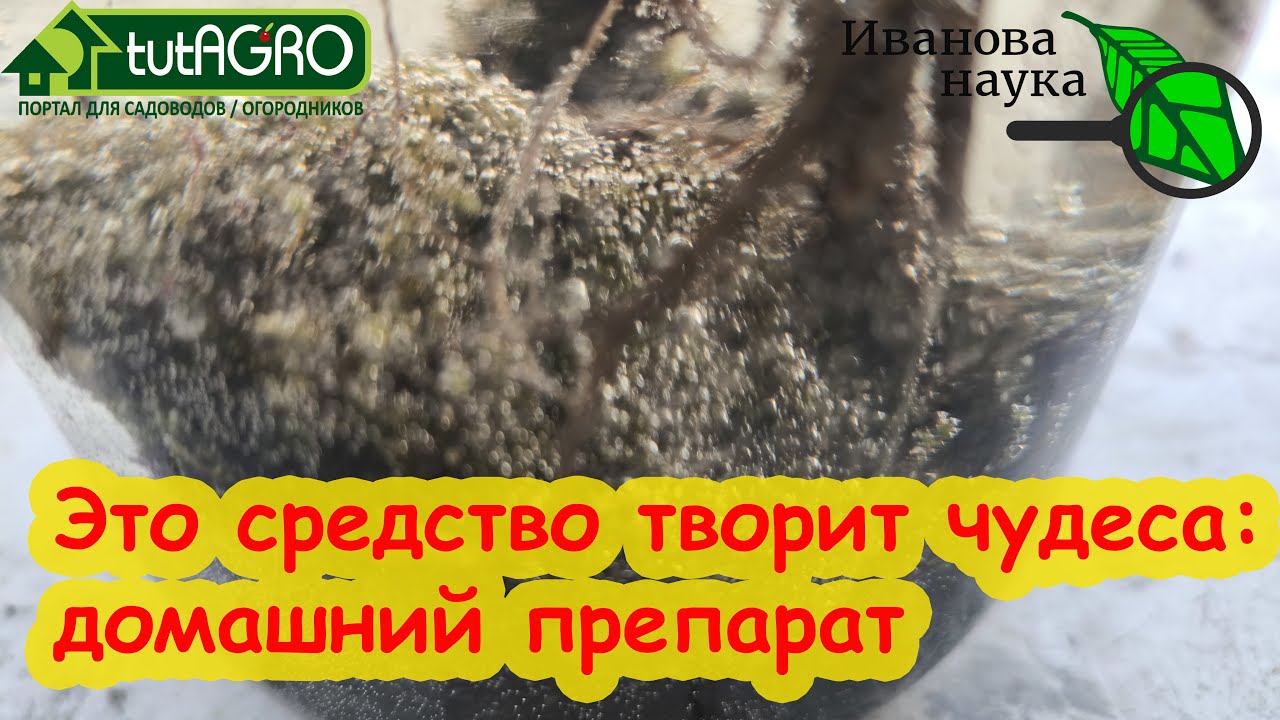 ДОМАШНИЕ БИОПРЕПАРАТЫ: без ЗАКВАСОК, без УДОБРЕНИЙ и без СТЕРИЛИЗАЦИИ. Делаем домашние биоудобрения.
