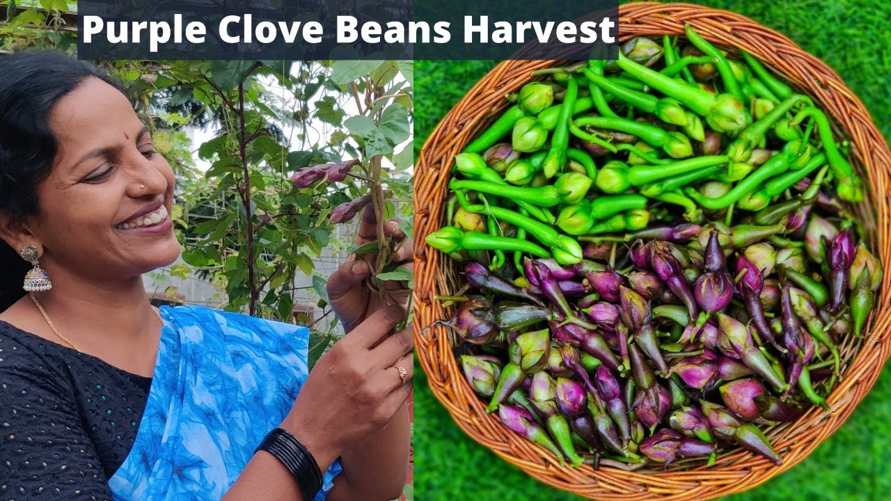 మొదటి సారి పండించిన పర్పుల్ క్లోవ్ బీన్స్- Purple Clove Beans #Harvest-Seedlings- SAILEELASTORE.COM
