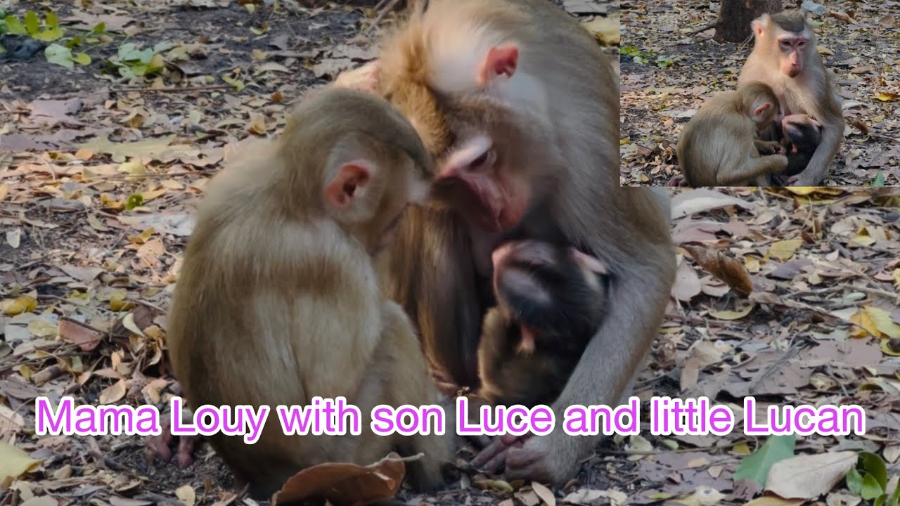 Mama Louy and little baby Lucan is monkey natural 🍀🌴🐒