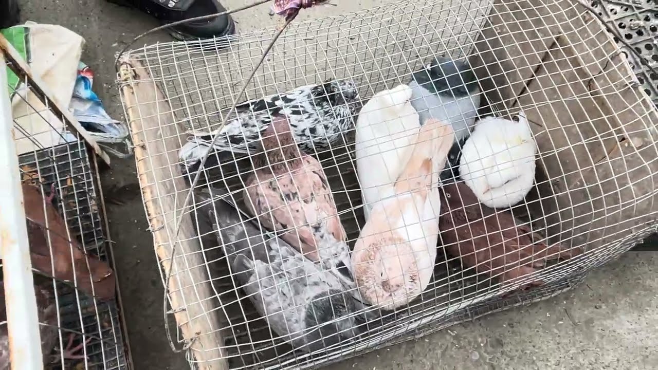 😱ДАХШАТ КЎРИНГ ЗЎР КАПТАРЛАР СОТУВДА. 