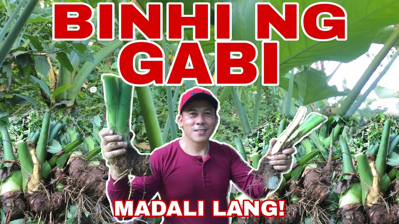 PAANO PADAMIHIN ANG BINHI NG GABI (TARO ROOT CROPS) ? | Biyaherong Batangueno