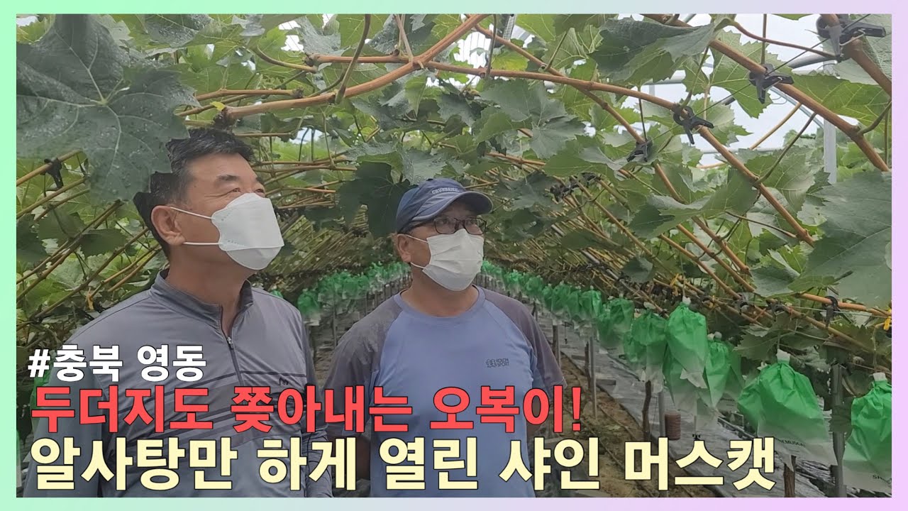 #영동포도 #김천포도 #샤인머스킷 당도증가, 알크기를 위해 당연히 들어가야 합니다.  시설물피해 없이 포도나무가 잘 흡수하는 유황!!!