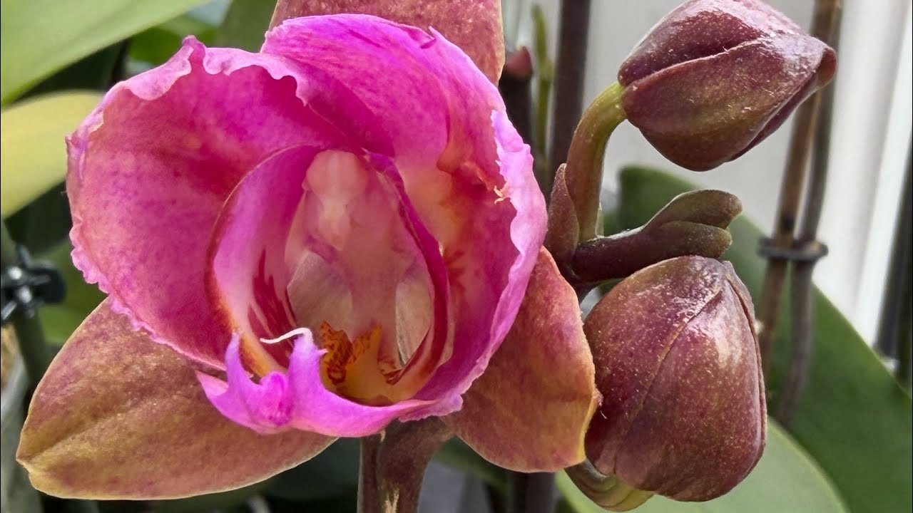 Влог. Взрослые растения. Цветение подростков и домашних деток 🦋🦋🦋 #орхідеї #peloric #orchid 