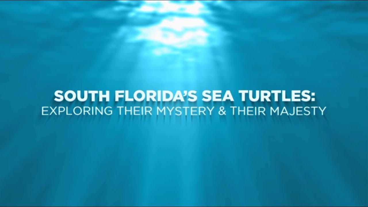 South Florida's Sea Turtles
