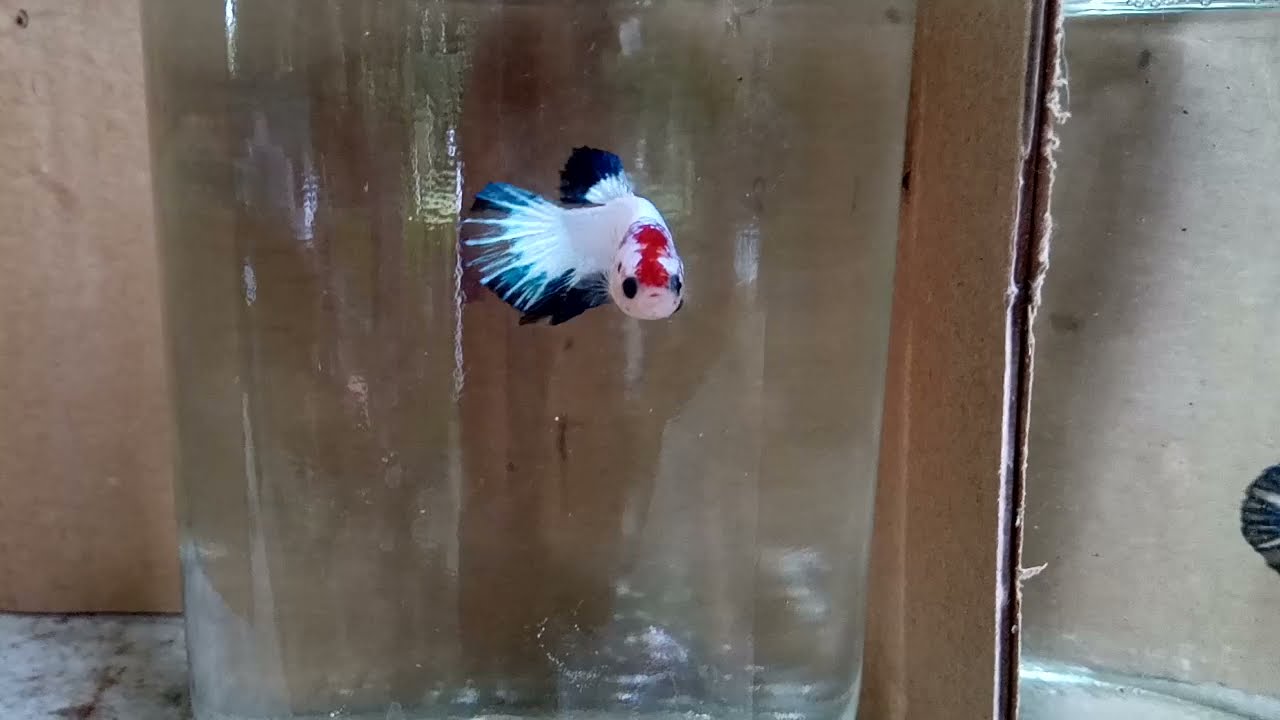 BETTA FISH - FANCY 1 | TROPIC BACKYARD & BETTA PHILIPPINES