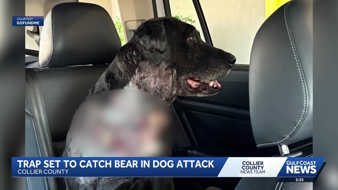 Neighbors concerned about bear activity after bear attacks dog in Collier County