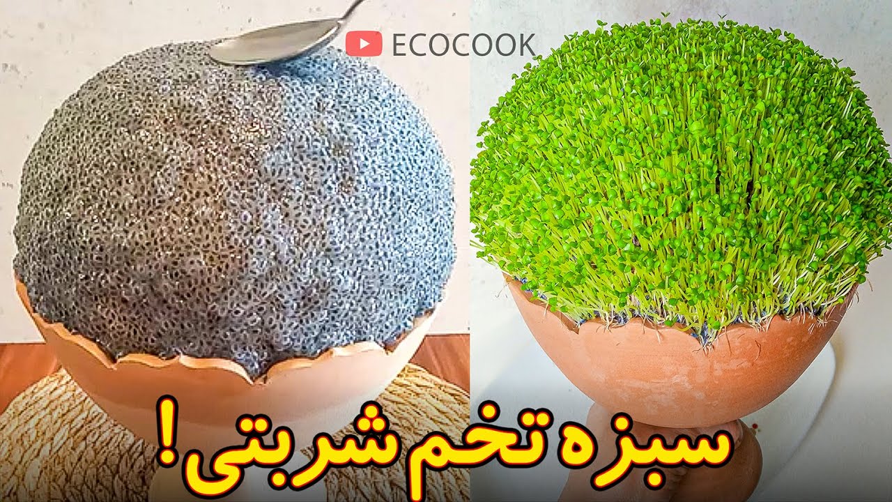 سبزه عید جدید تخم شربتی (ریحون)