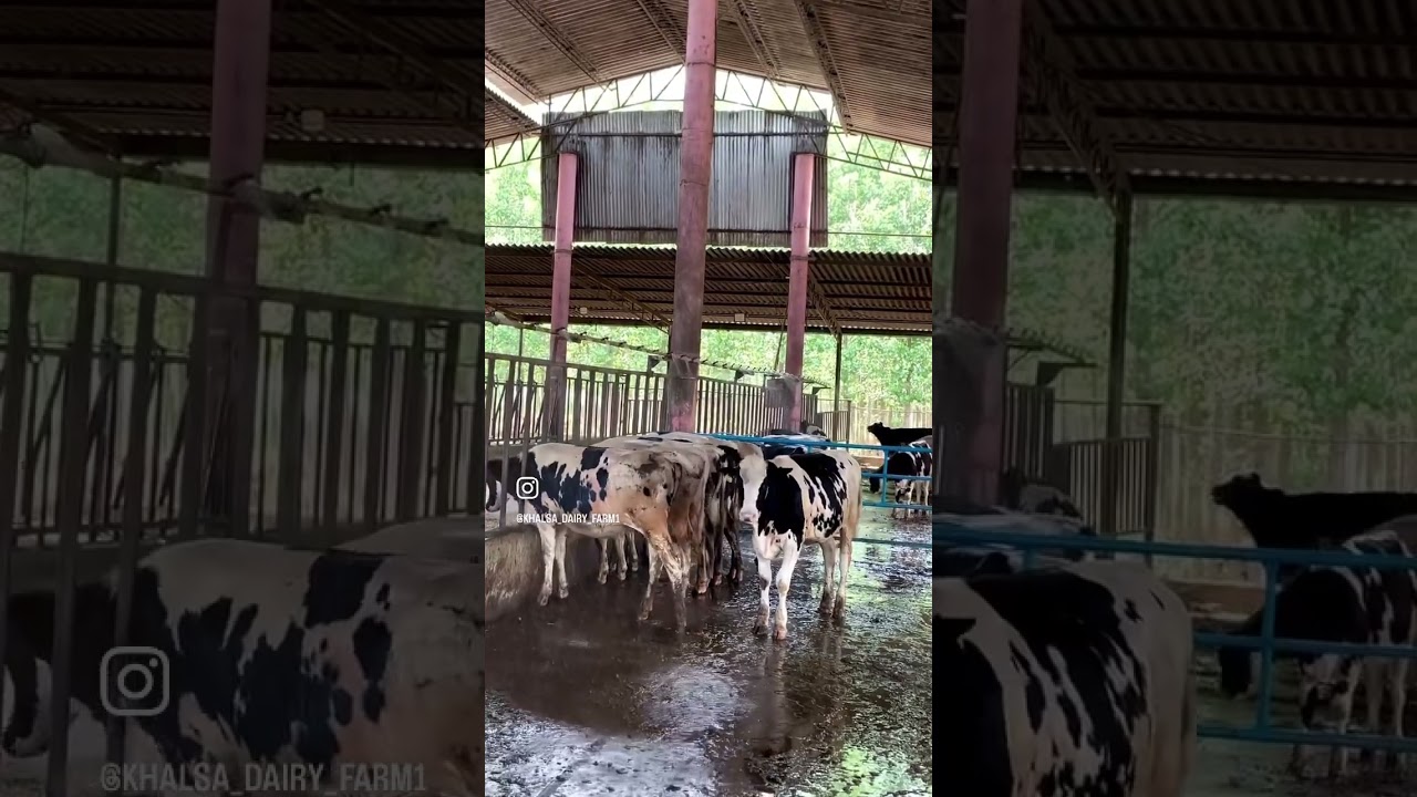 Dairy farm in punjab #dairyfarming #farming #dairyfarm