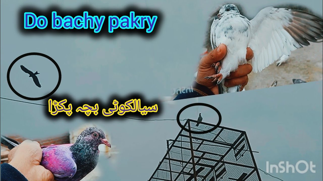 Do bachy pary 1 sialkoti dosara taddy pathi pakri #pigeon #kabootar #teddykabotar 