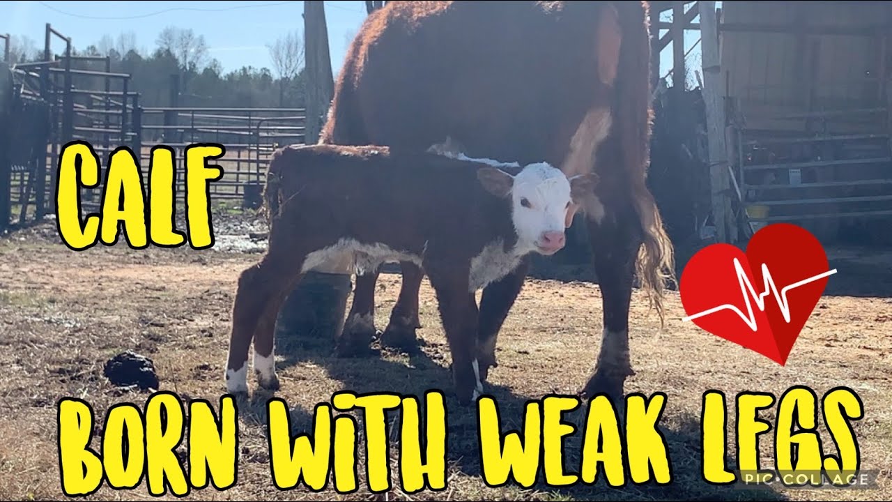 Calf born with weak legs!