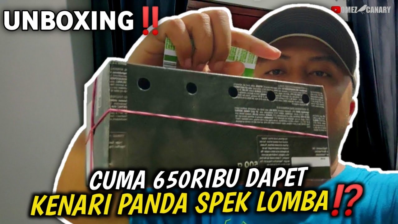 UNBOXING‼️DAPET MURAH LAGI KENARI PANDA PROSPEK LOMBA CUMA 650K KAYAK GINI