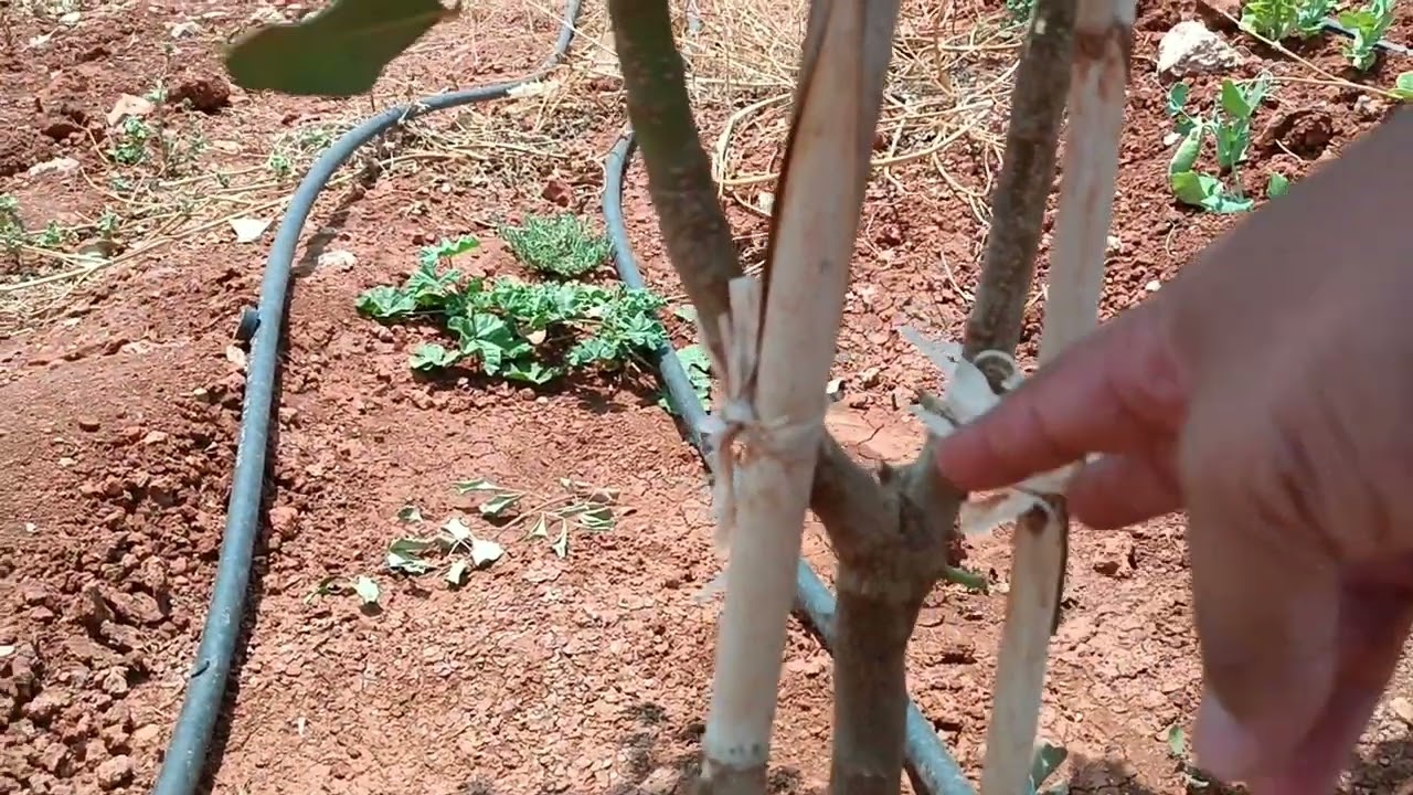 نمو اشجار الخروب بعد سنة من الغرس
