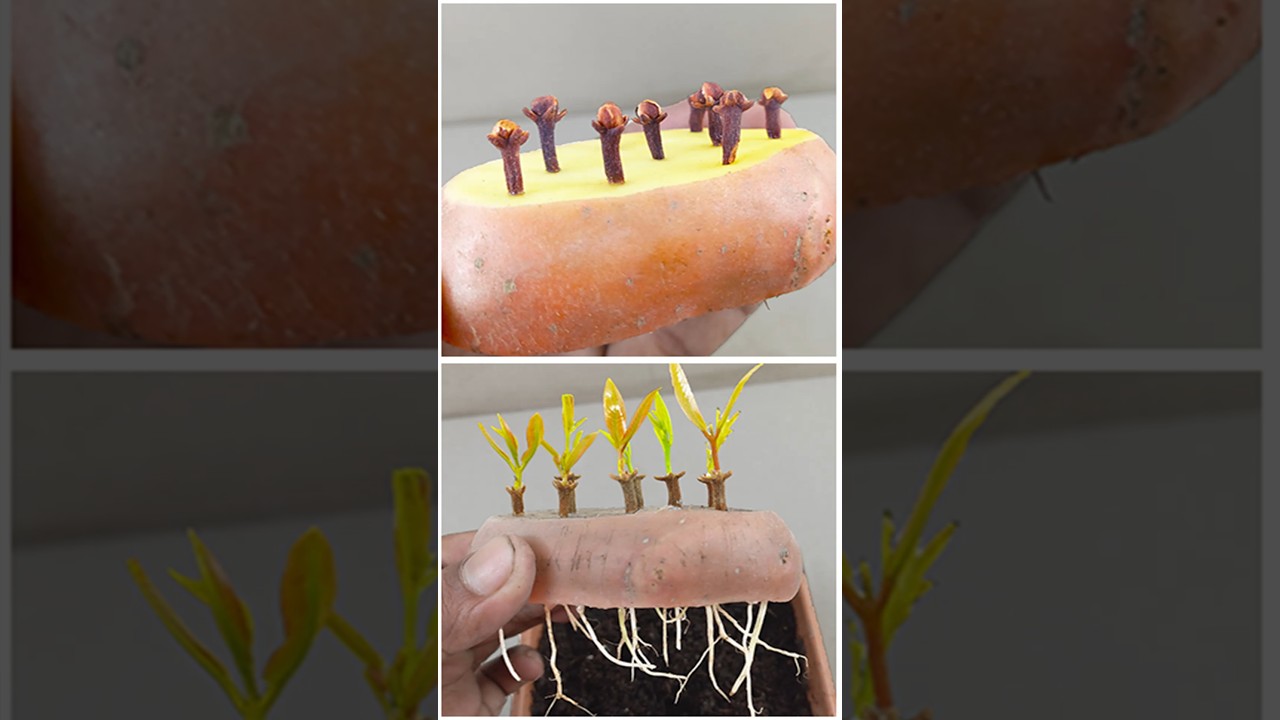 grow clove plant at home #garden #fruittrees #tropicaltree #plants #lemontree #lemontreecare #bonsai