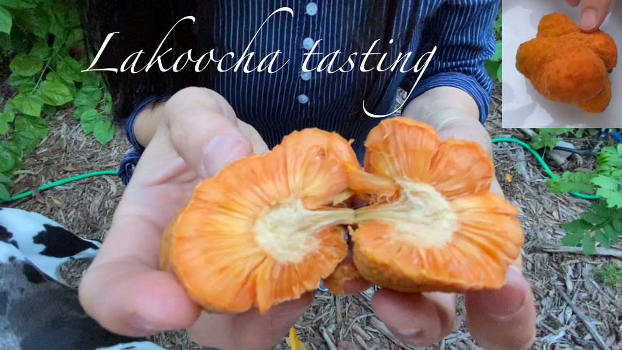 Lakoocha / Artocarpus lacucha fruit tasting