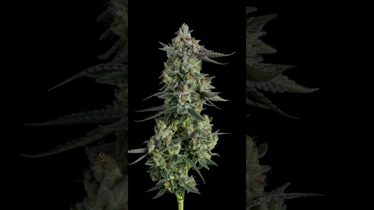 All Gas OG