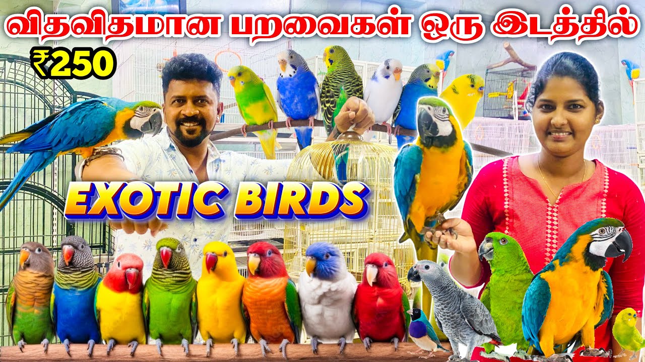 Exotic Birds in Chennai / பேசும் பறவை All types Exotic Birds / Chennai Pet Market / Nanga Romba Busy