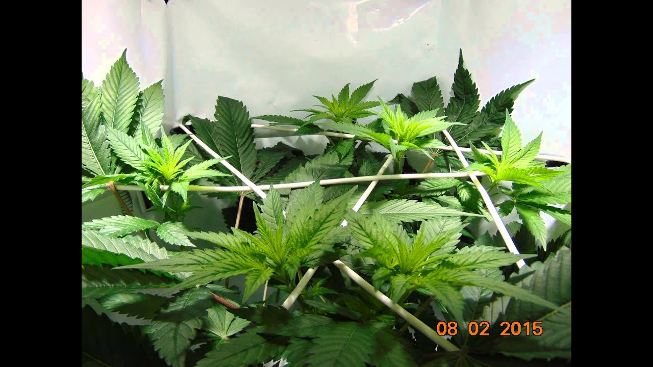 Sensi Seeds Northern Lights time-lapse