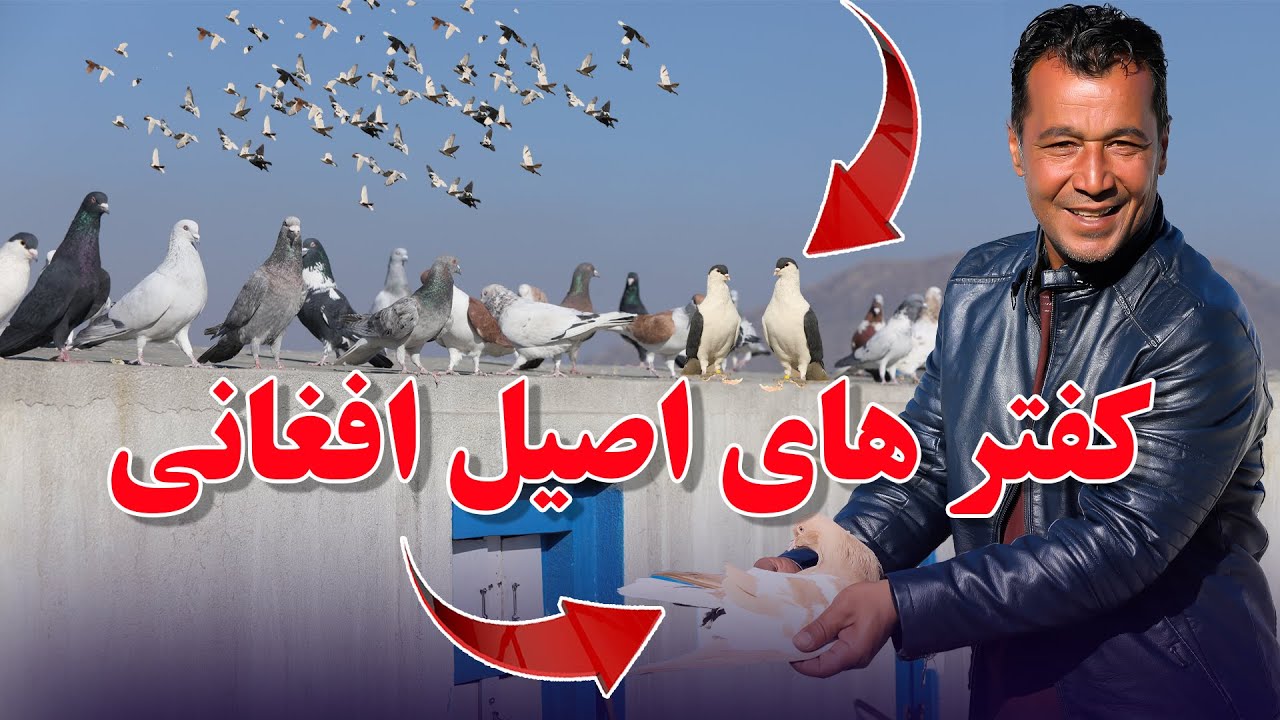 گنجینه های افغانی تقدیم به شوقی های عزیز /0100Afghan Shawqi