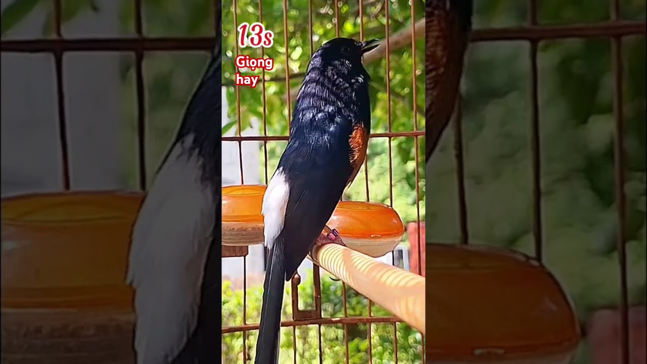 Ch&ograve;e lửa h&oacute;t giọng d&agrave;i hay #muraibatu #birds