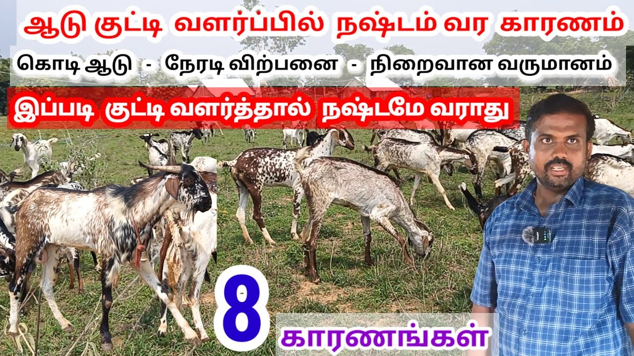 60 கொடி ஆடு வளர்ப்பு மூலம் மாதம் ₹50,000 வருமானம் / இப்படி  குட்டி வளர்த்ததால் நஷ்டமே வராது /