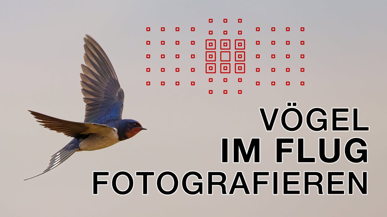 Kleine Vögel im Flug fotografieren (und mehr) - Vogelfotografie im Albufera Valencia (Spanien)