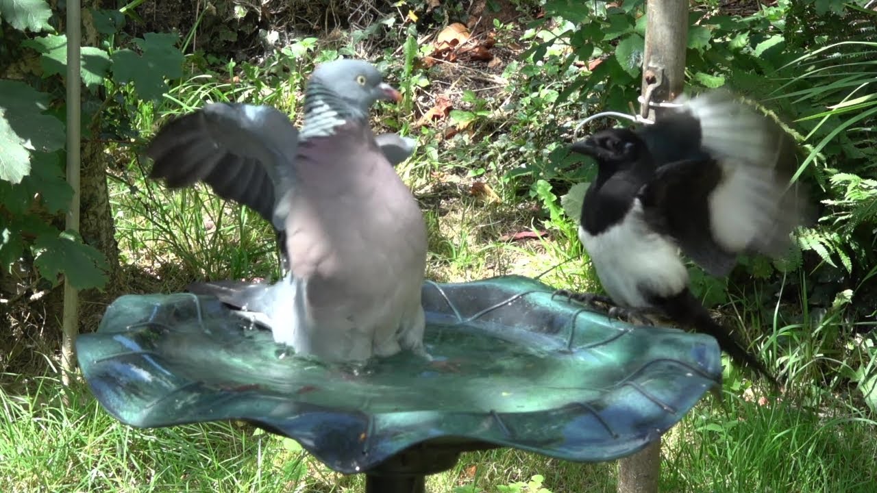 Wood Pigeon vs Magpie.