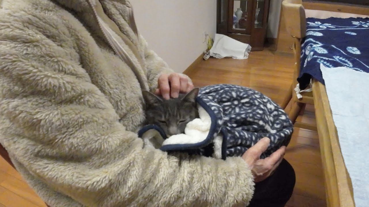 ばーばのお膝が大好きな甘えん坊猫の１日