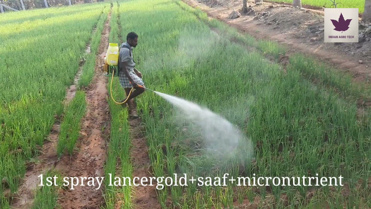 how to spray pest for small onion