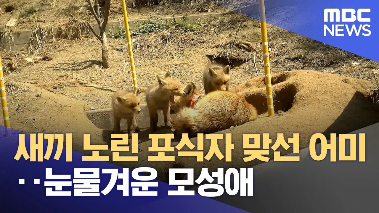 새끼 노린 포식자 맞선 어미‥눈물겨운 모성애 (2026.02.13/뉴스투데이/MBC)
