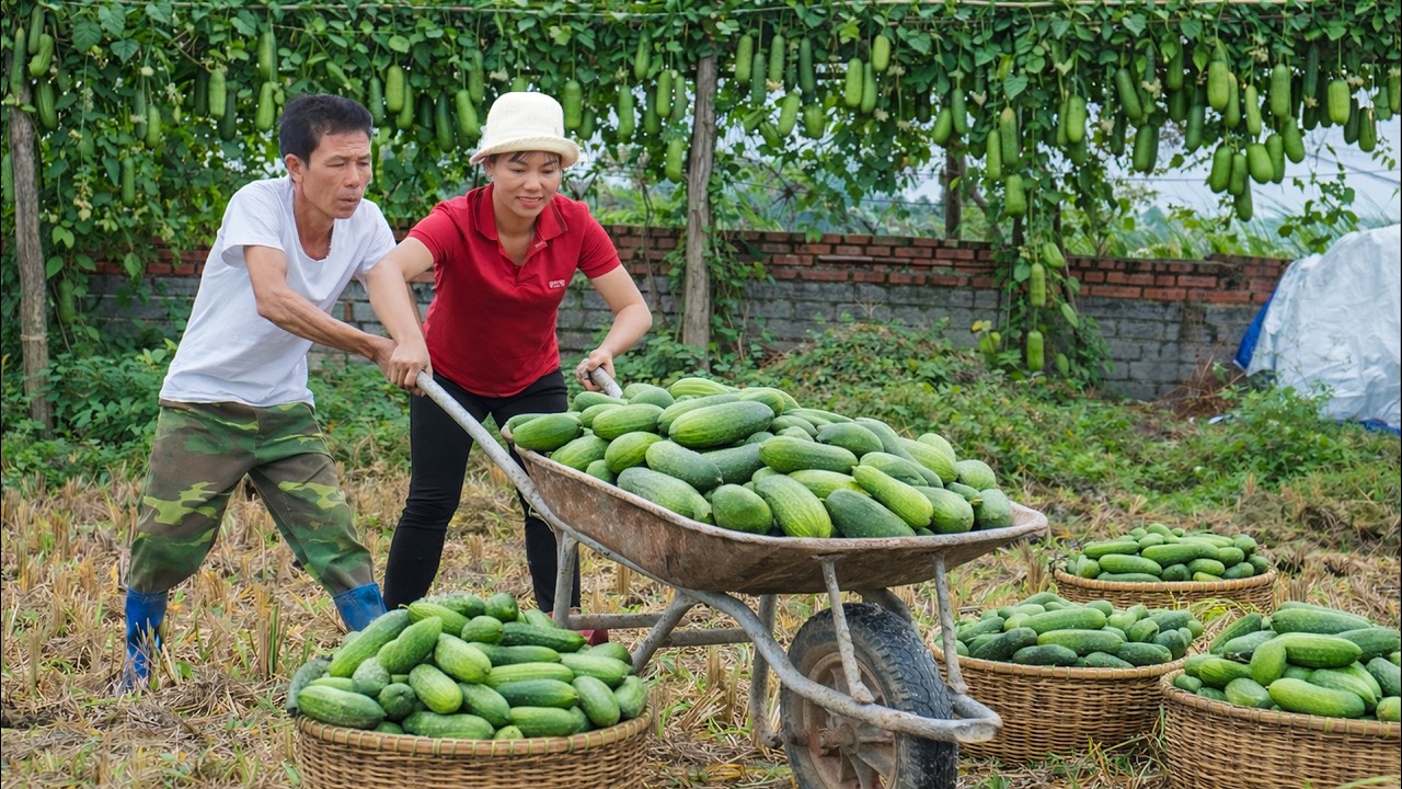 Harvesting 100KG Fresh Cucumbers &ndash; Loading a 3-Wheeled Truck for Busy Market Day! 🚜🥒