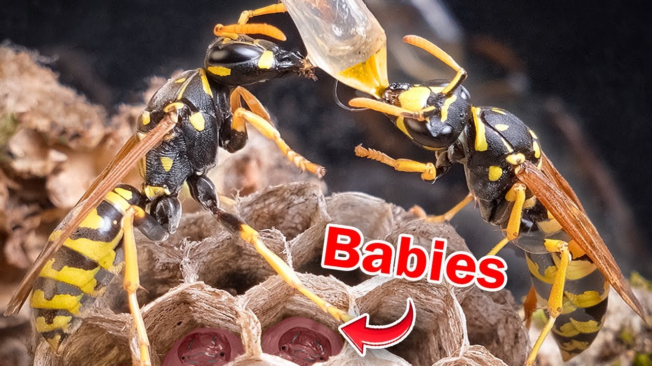 I Raised a WASP QUEEN&hellip; Then She Did the UNTHINKABLE