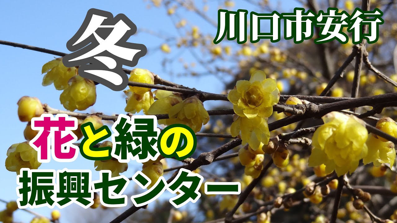 【2026】花と緑の振興センター／1月の園内風景（埼玉県川口市安行）