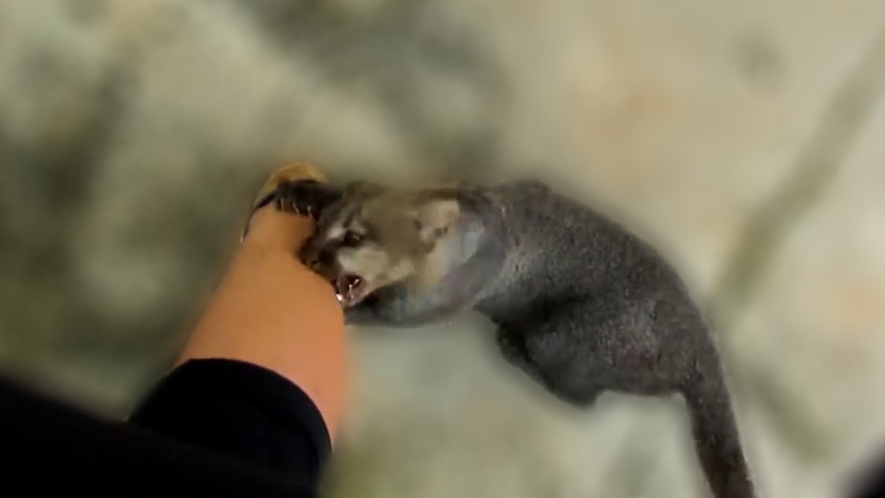 Rescued jaguarundi really wants me to play with him!