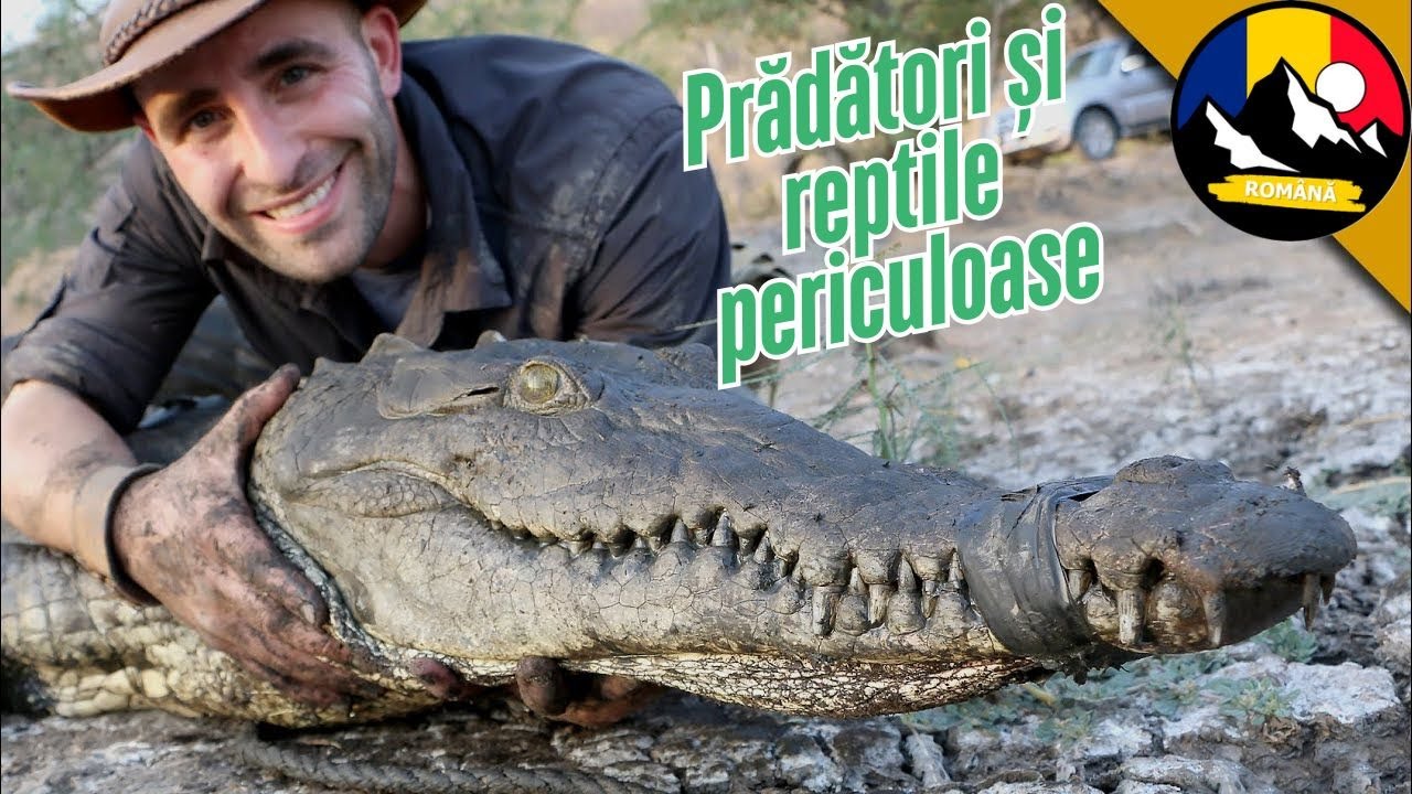 Crocodil în conducta de canalizare | Aventura extremă cu Brave! Prădători și reptile periculoase