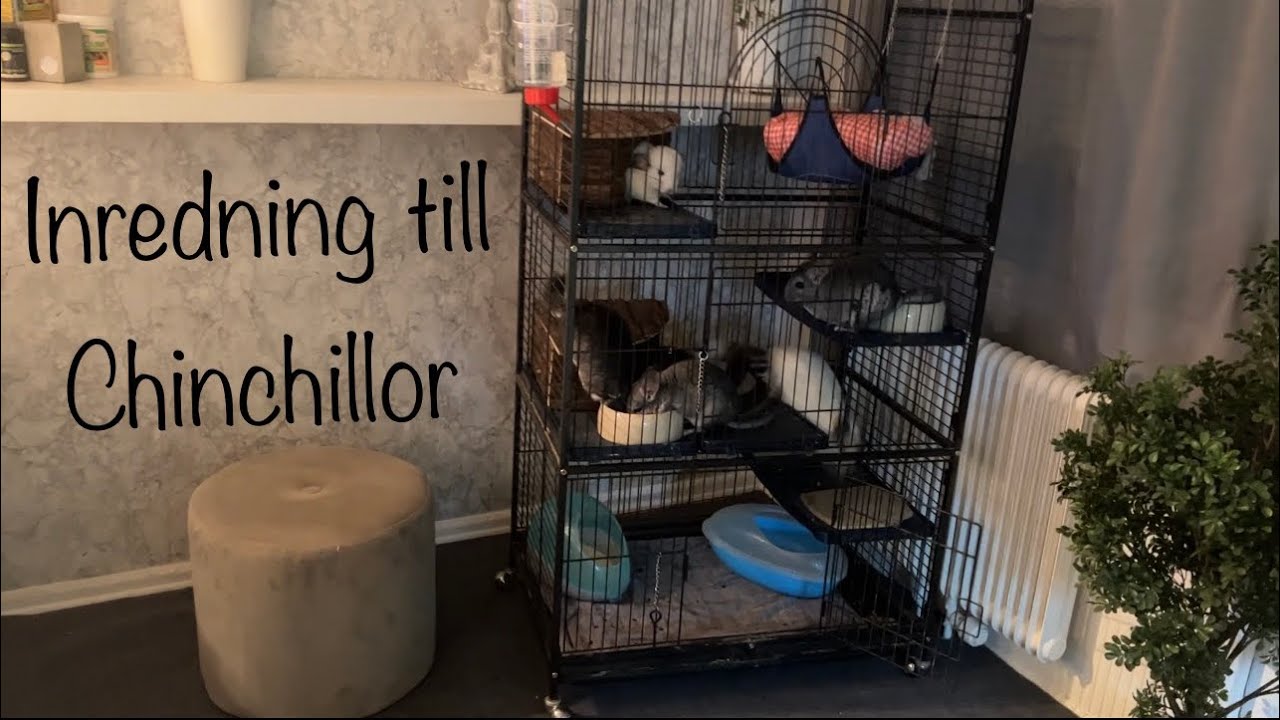 HUR BOR VÅRA CHINCHILLOR ?