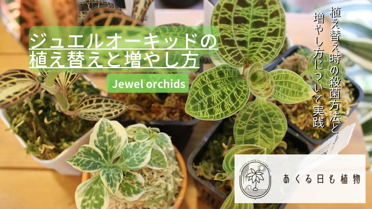 ジュエルオーキッドの植え替えと増やし方