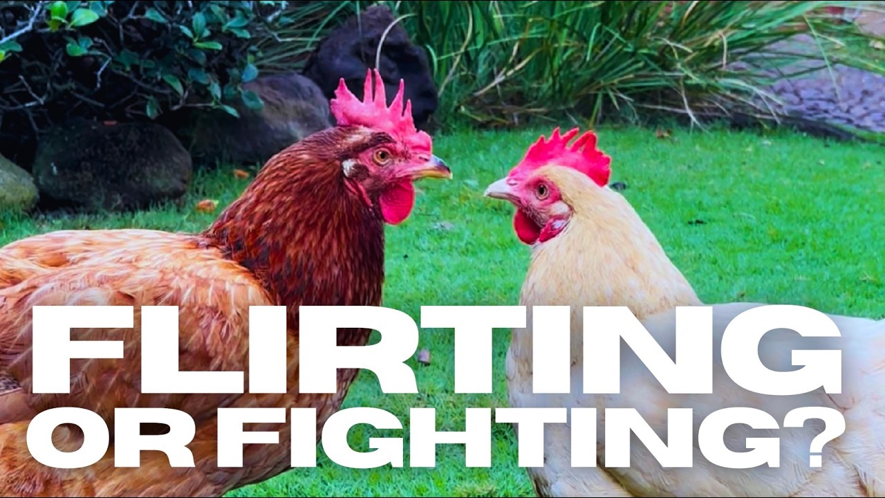 CHICKEN STARING CONTEST?! 🐔💕 My girls LITERALLY do this to SET THE PECKING ORDER!