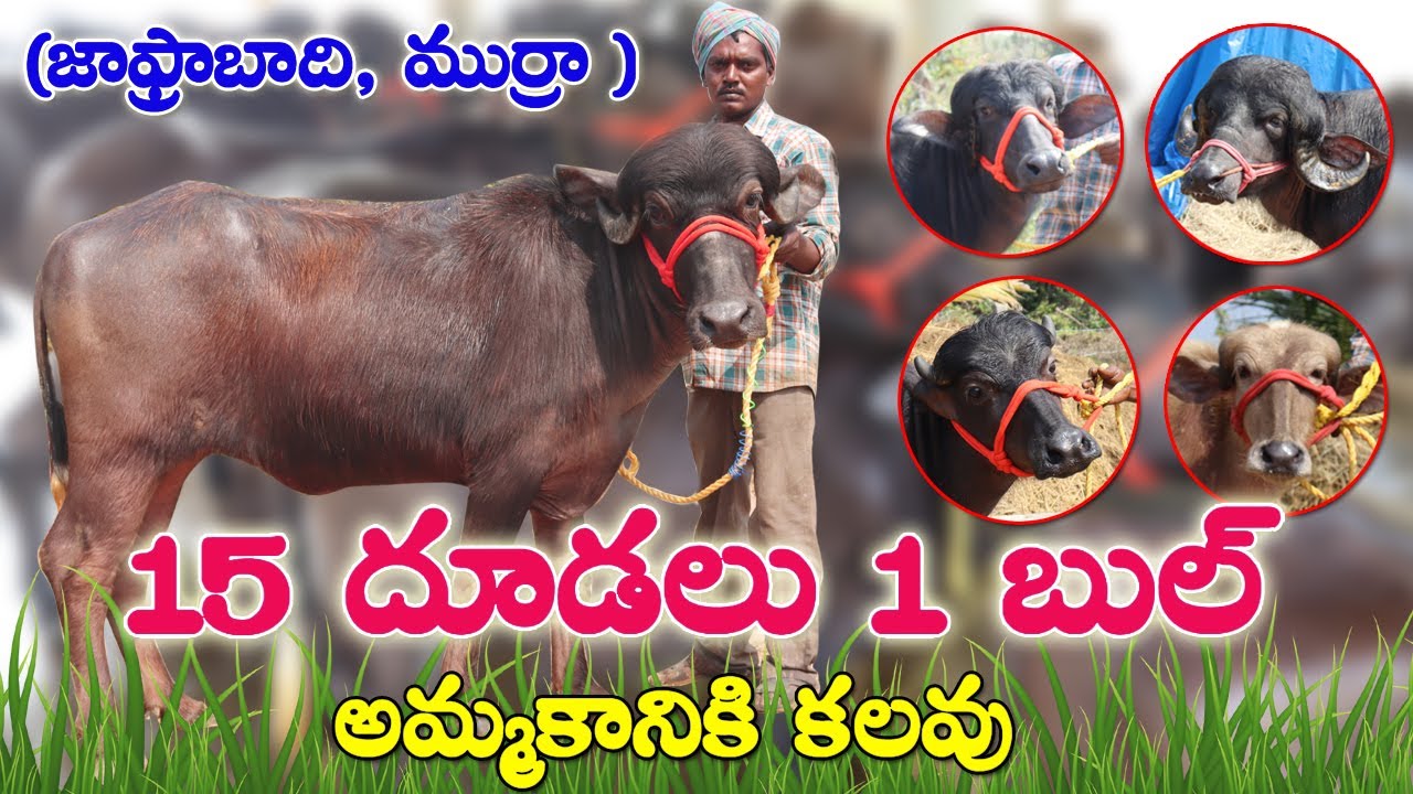 15 దూడలు 1 బుల్  అమ్మకానికి కలవు| SOLD OUT| Jafrabadi ,Murra Calfs || Calves for sale|Calfs sale